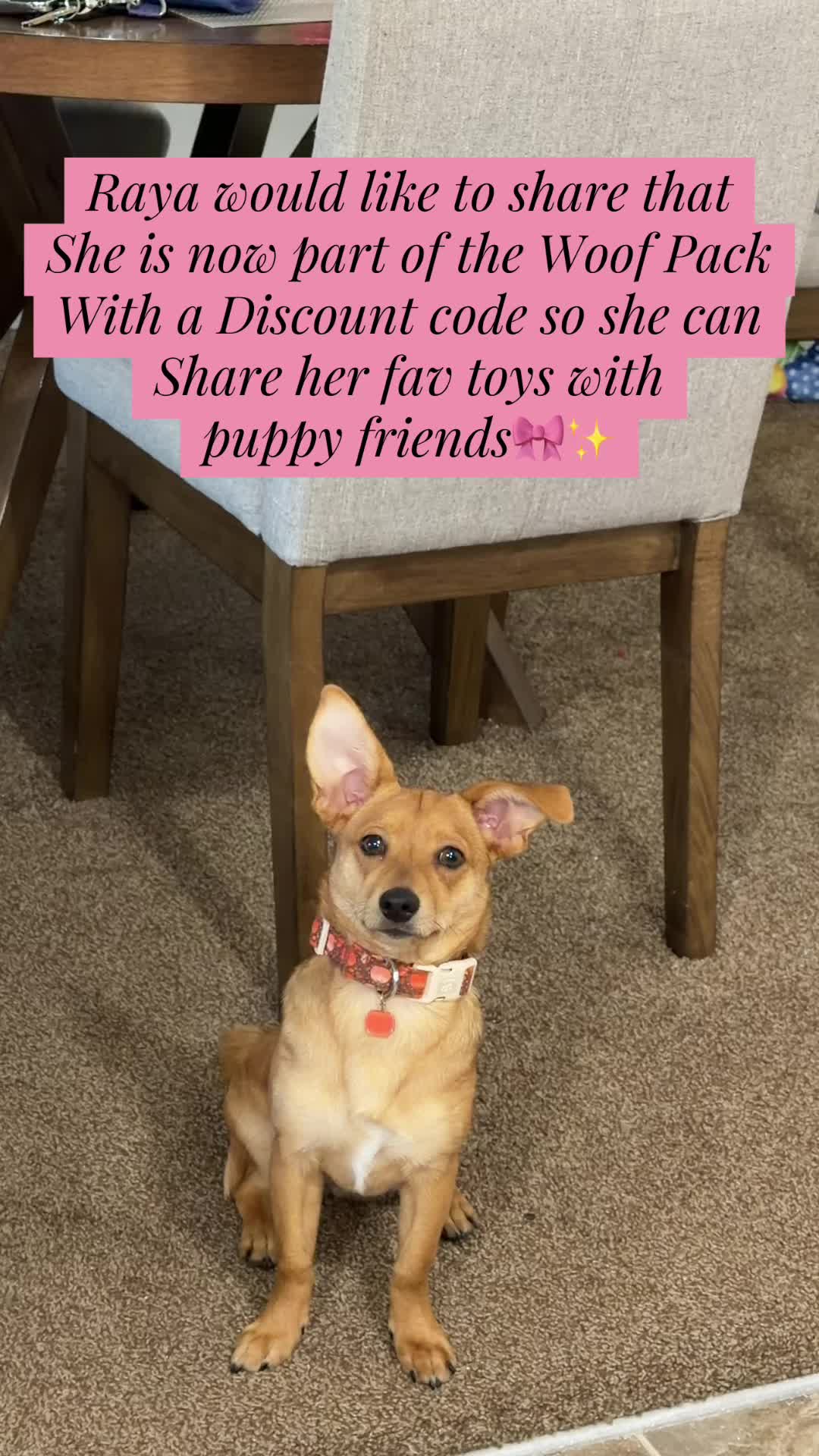TikTok post by @cruisesandcoasterstravel for Woof Pet. Caption reads: [...] to be part of the #woofpack with @Woof Pet....