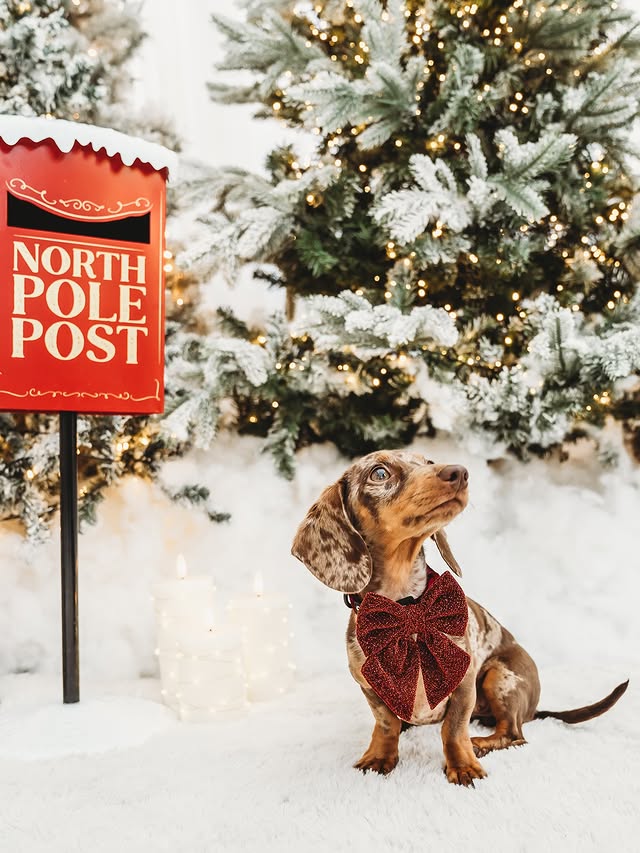 Instagram post by @margotdapple for Cocopup London. Caption reads: ONE WEEK TO GO 🎅🏻🤍

i still can’t believe how....