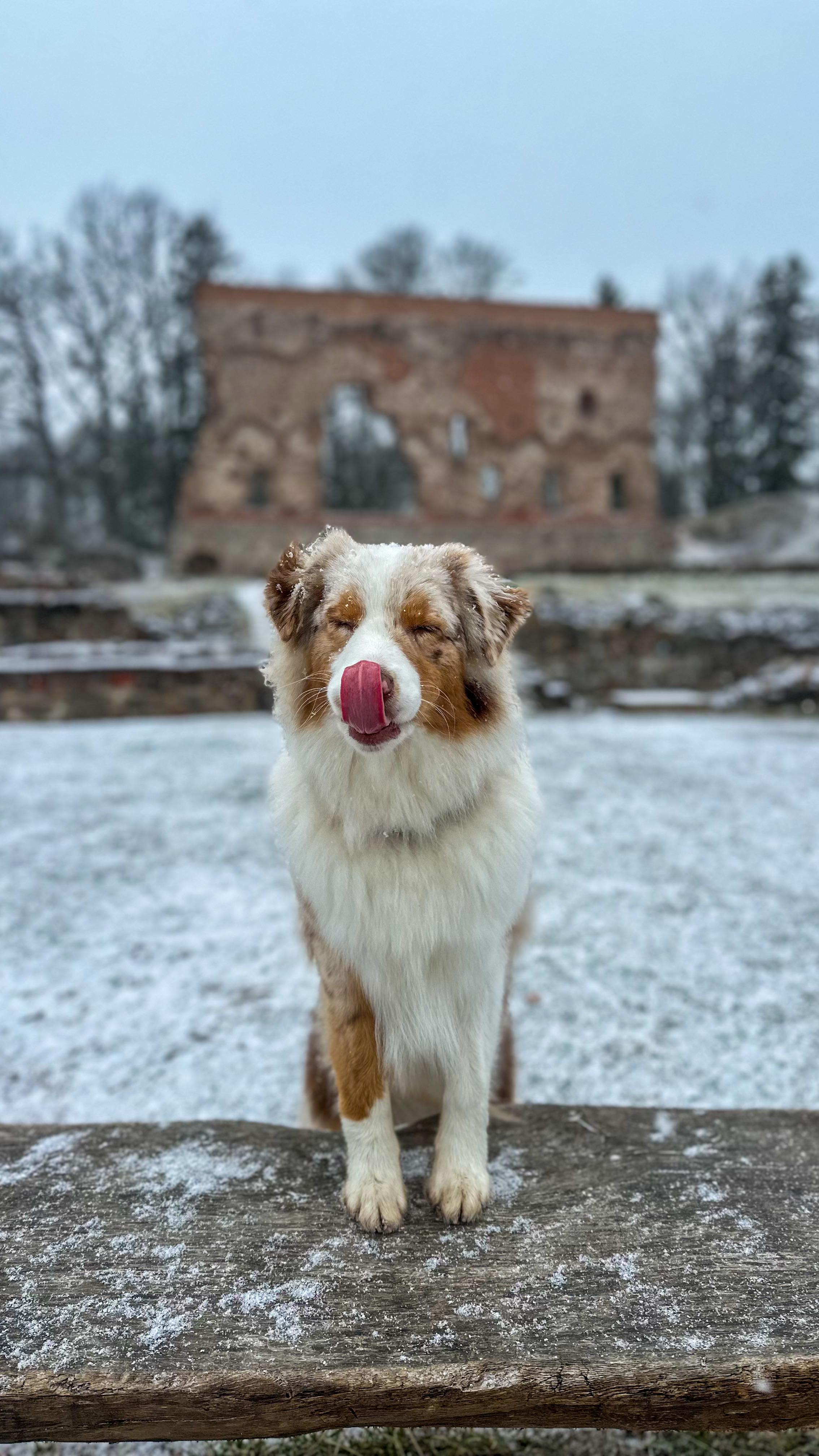 Instagram post by @aussiegirlellie for Pala Pets. Caption reads: [...] my fave @pala.pets treats!

#aussie....