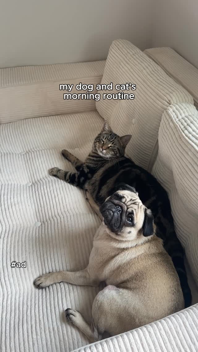 Instagram post by an influencer for Solid Gold Pet. Caption reads: [...] time super easy! 🐶🐱 @solidgoldpets....