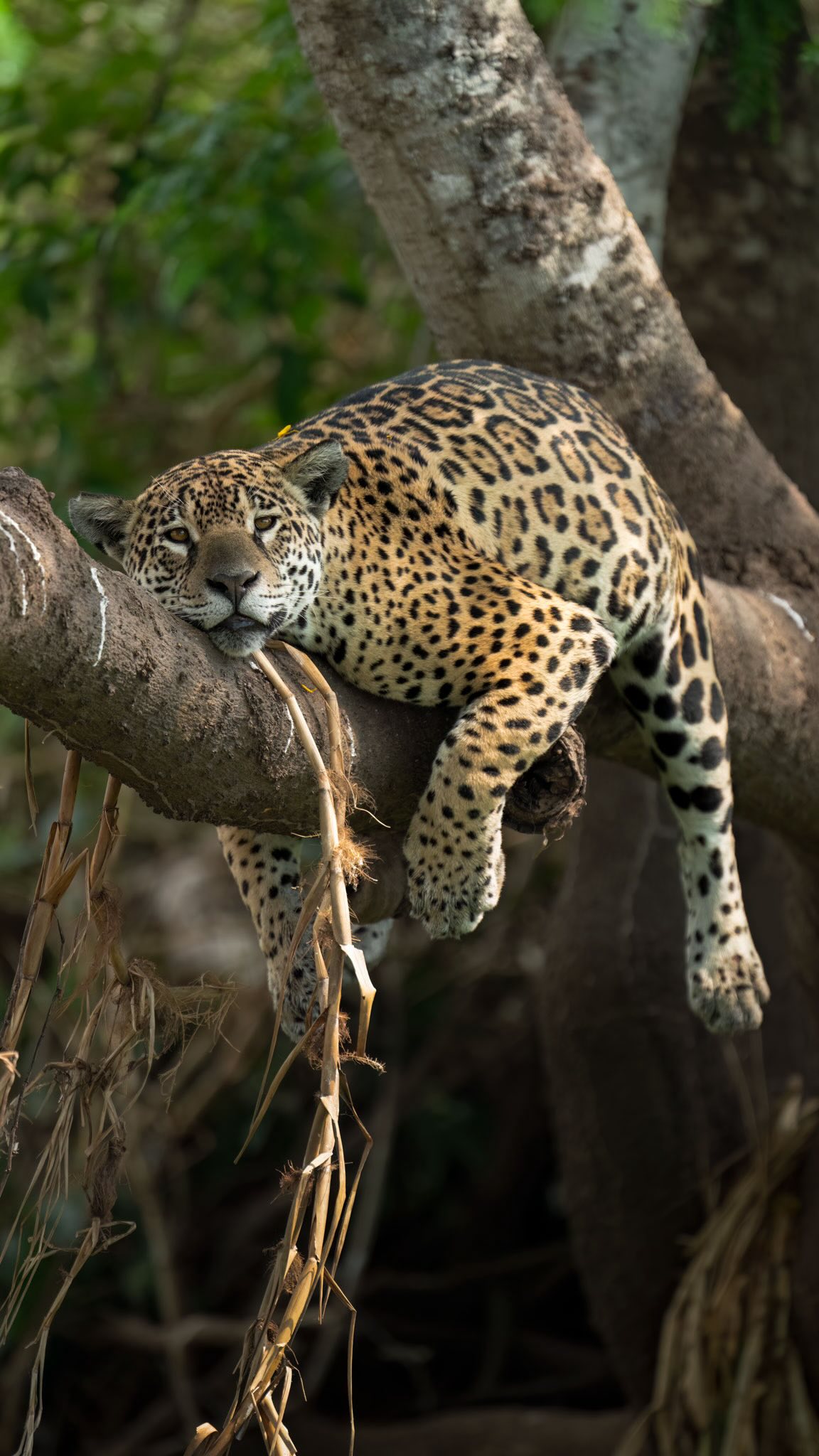Instagram post by @roxythezoologist for JACK WOLFSKIN. Caption reads: Spend a day with me in the Pantanal 🐆🎥 

AD |....