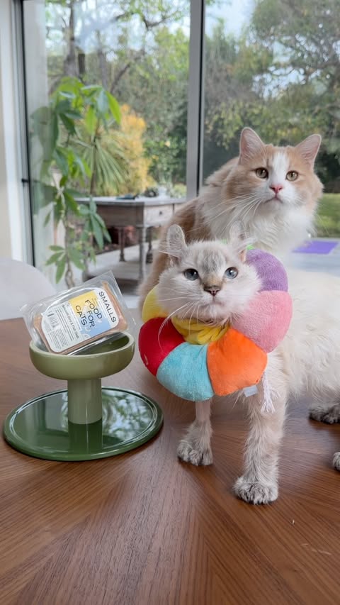 Instagram post by @kittyboyandfriends for Smalls. Caption reads: [...] such an important role in our....