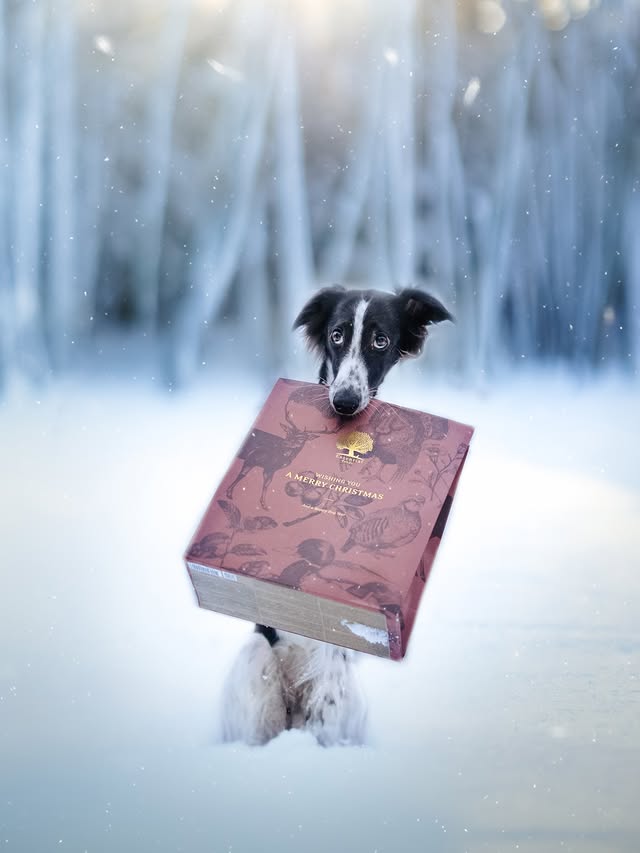 Instagram post by @whippetvilja for ESSENTIAL FOODS. Caption reads: [...] closer and closer to x-mas 🎄
.
Ad....