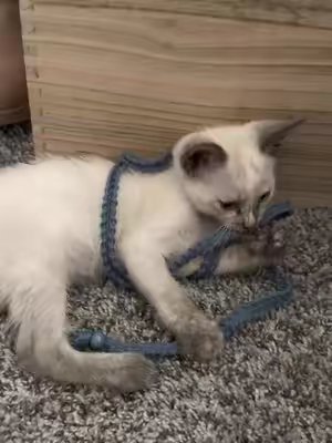 TikTok post by @tamari_kenoly for Potaroma. Caption reads: They play with this for hours!! @Potaroma Pets.