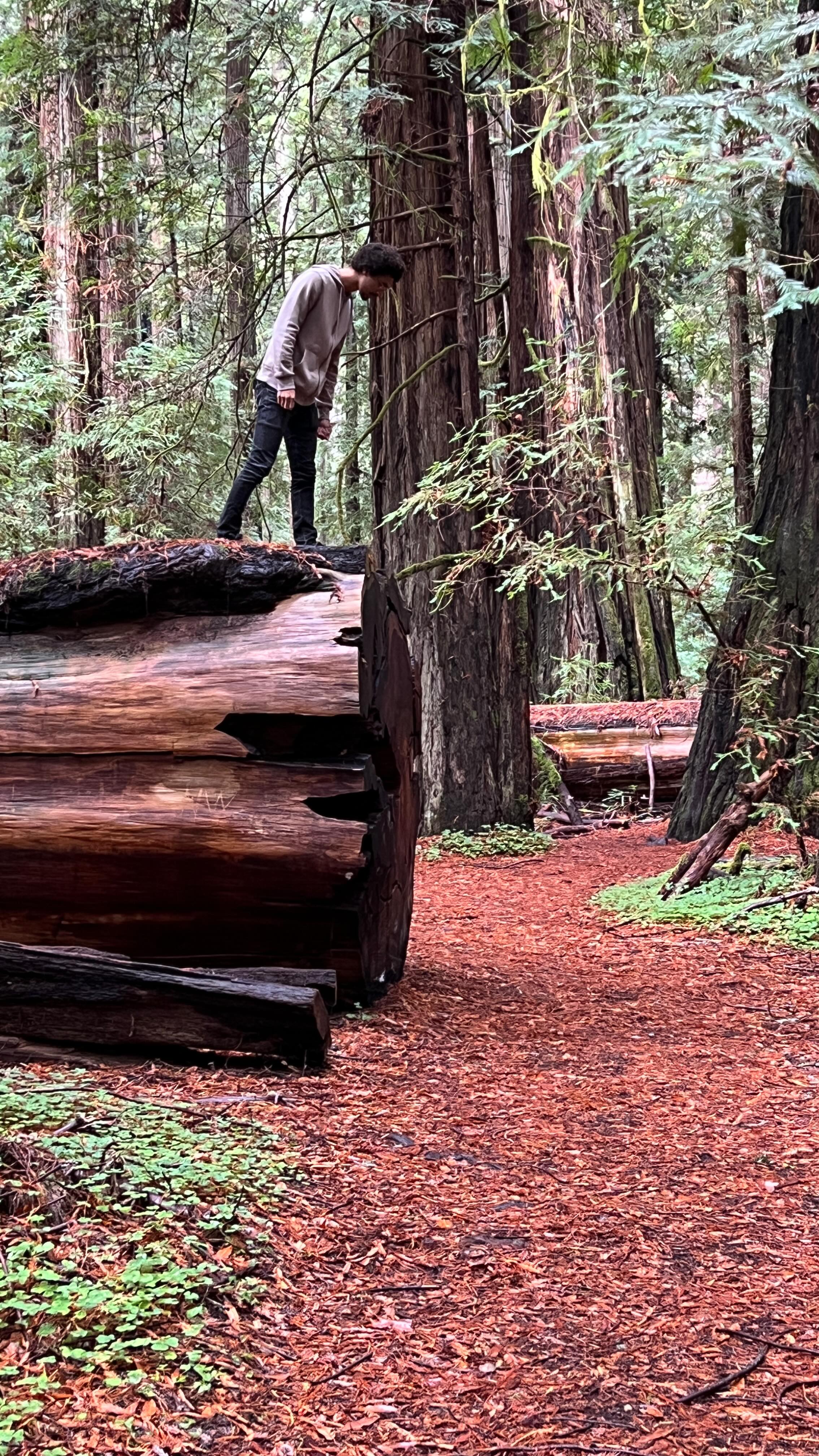 Instagram post by @discover_california_ for Visit California. Caption reads: Here are seven ancient redwood forests you should....