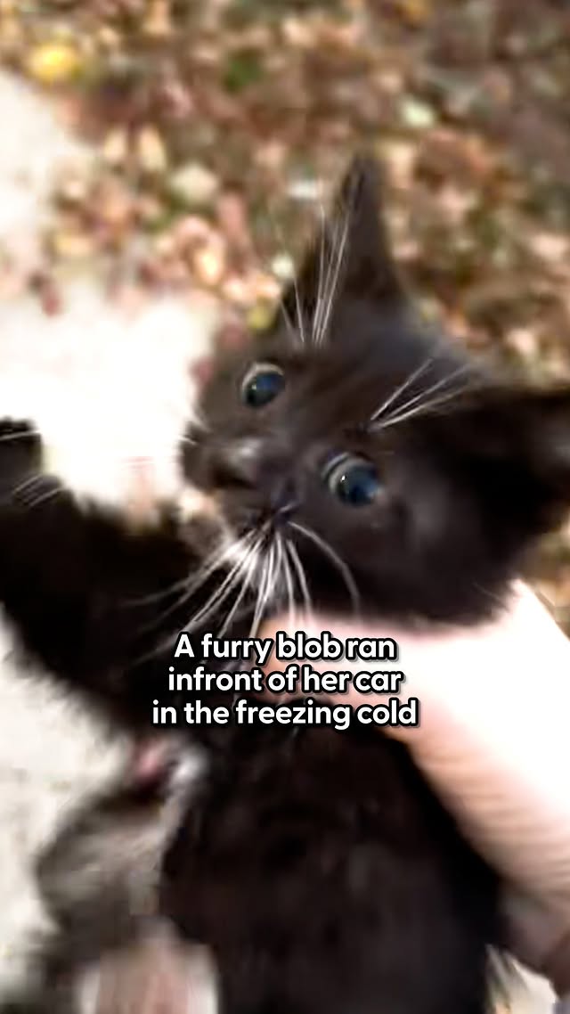 Instagram post by @puppykittynycity for The Dodo. Caption reads: The look on his face when he's finally caught....