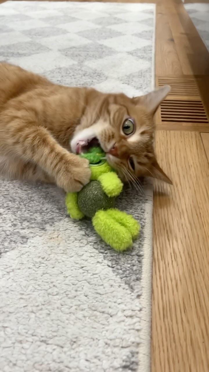 Instagram post by @abram.engle for PetSmart. Caption reads: Should’ve saved the catnip one for last 😭 Shop....