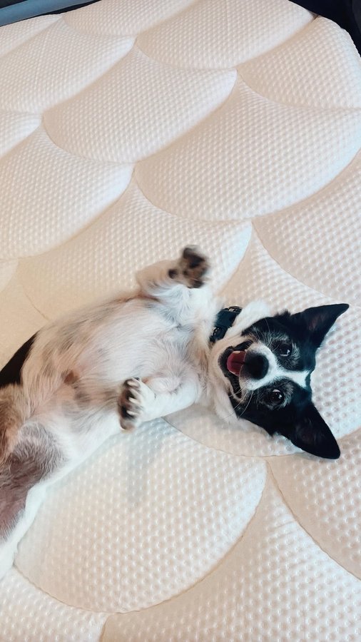 Instagram post by @chelseaericasmith for DreamCloud Sleep. Caption reads: [...] Suite!) has the most comfortable....