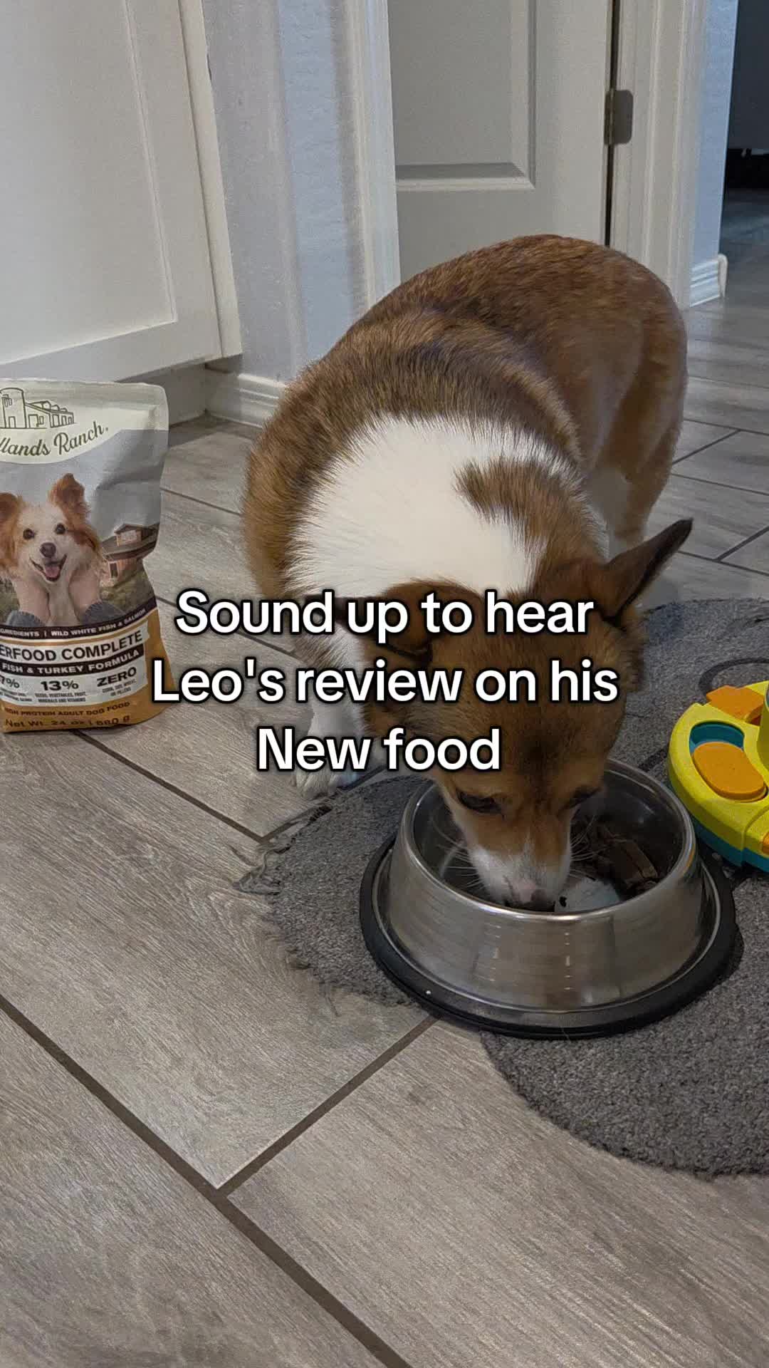 TikTok post by @leo_the_corgi_pup for Badlands Ranch. Caption reads: Leo gives the Superfood from @Badlands Ranch a....