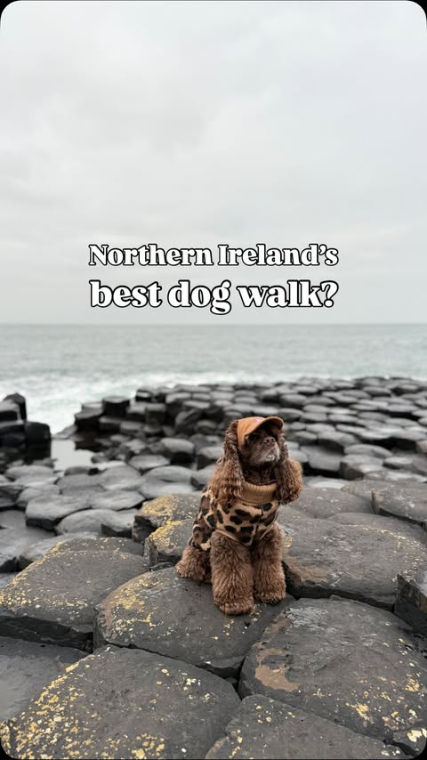 Instagram post by @petgevityuk for Dog Furiendly - Dog Friendly Places. Caption reads: Would you travel for this walk? 🤔 Few dog walks....