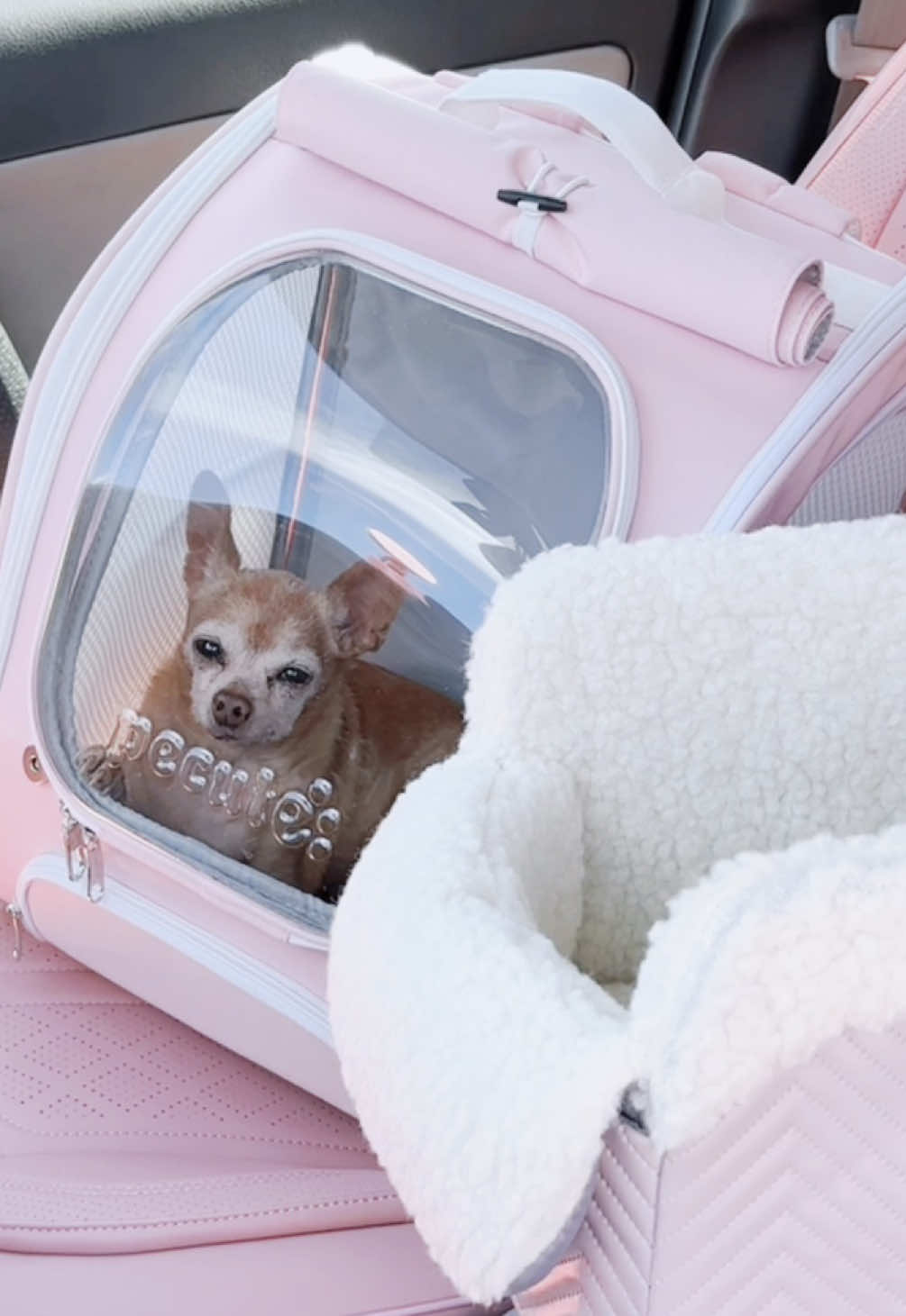 TikTok post by @hellogloomydoll for Pecute. Caption reads: [...] (so he can see what to bark at lol) @Pecute....