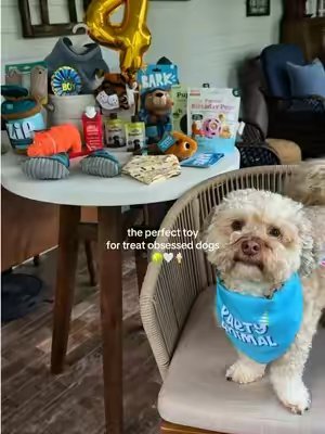 TikTok post by @delaneymccr for Woof Pet. Caption reads: [...] say he’s obsessed, highly recommend!! @Woof....