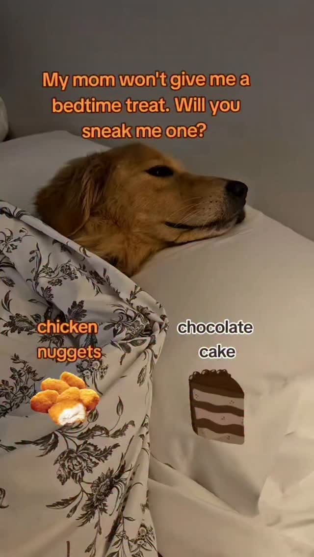 Instagram post by @griffinourgolden for Spark Paws. Caption reads: Loving my Pj' s from @sparkpawsofficial use code....