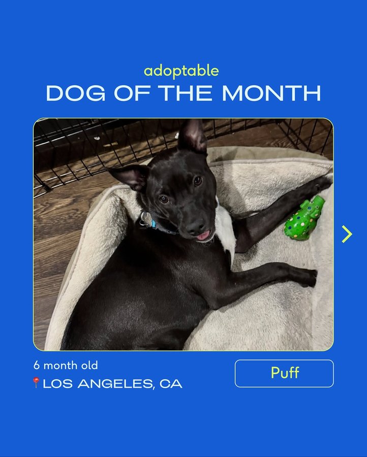 Instagram post by @thelabellefoundation for Native Pet. Caption reads: meet our adoptable dog of of the month: Puff. 💙....