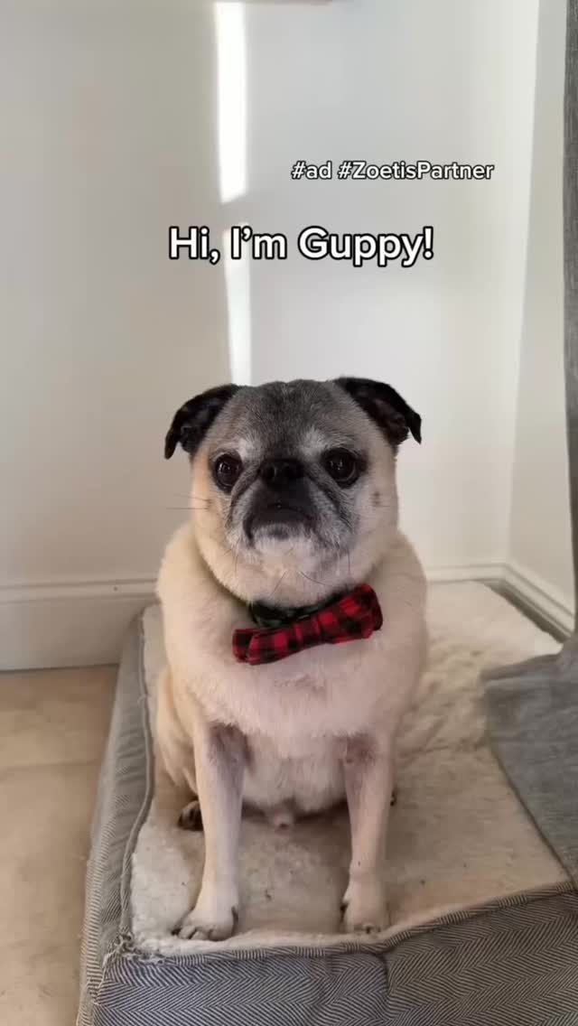 Instagram post by @guppythepug for Zoetis Petcare. Caption reads: #ad #ZoetisPartner Figuring out the best way to....