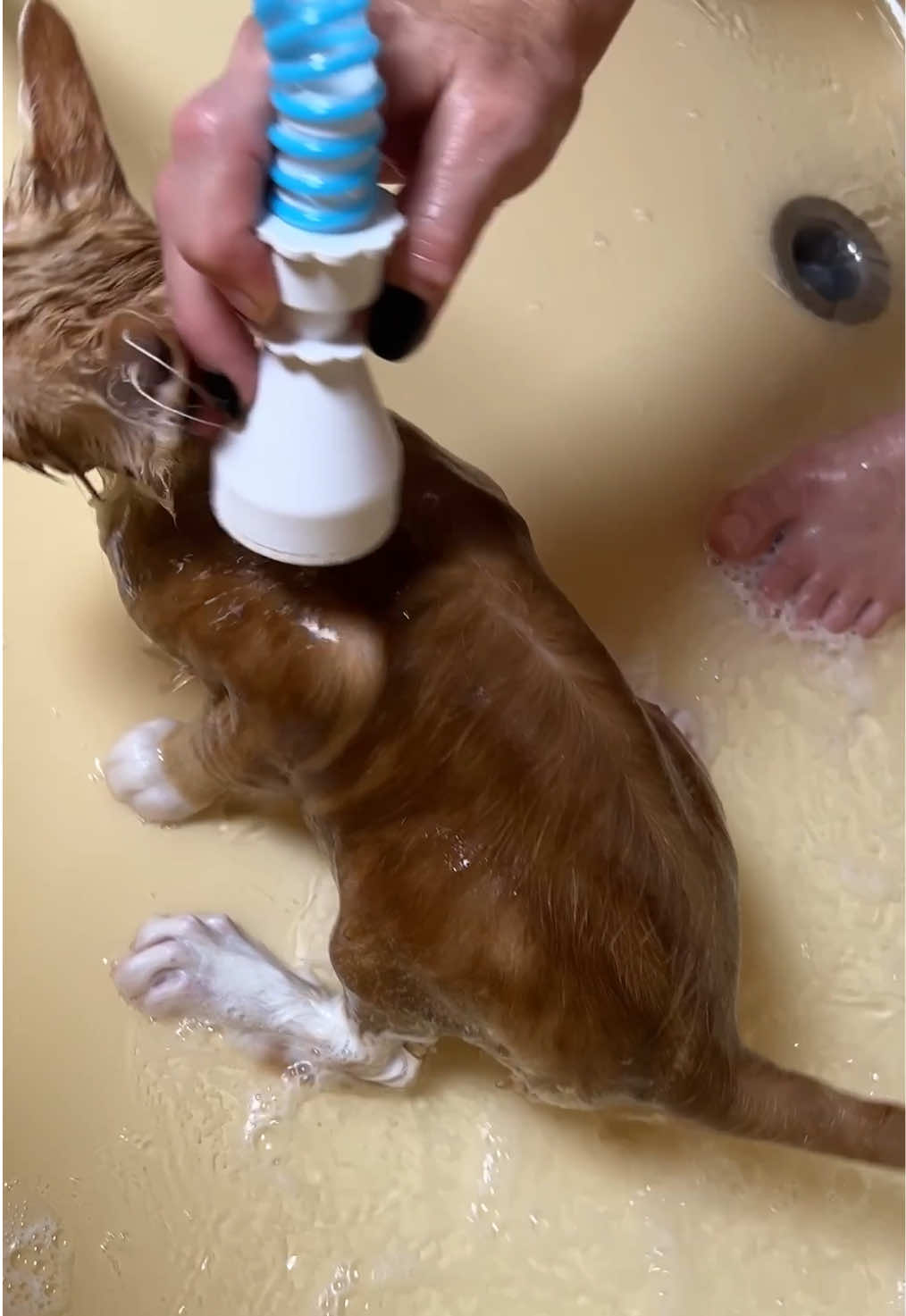 TikTok post by @perkyplantparent for Rinseroo. Caption reads: I’ve been loving this Rinseroo hose! @Rinseroo™....