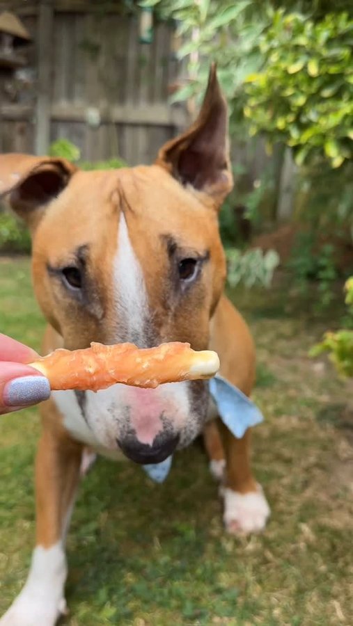 Instagram post by @barkley.ebt for Beloved Pets. Caption reads: Wasn’t sure what was in the bag, but the second I....