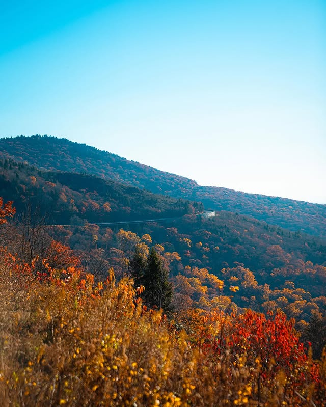 Instagram post by @ridetofood for ROKFORM. Caption reads: [...] 🐯 @lawtigers 🎶 @lexinmoto 🧲 @rokform 🥒....