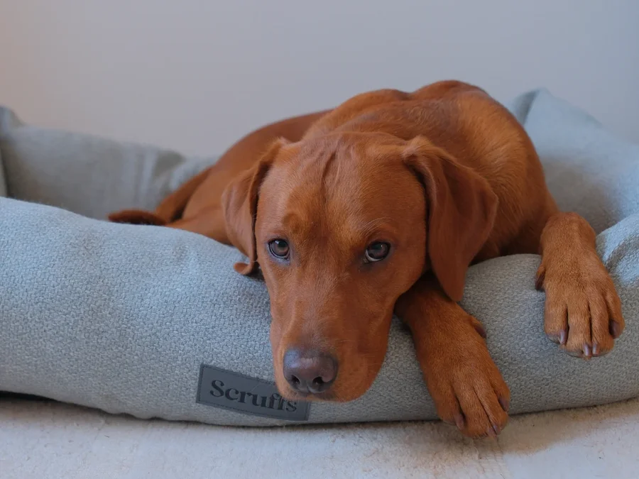 Instagram post by @foxredrolo for Scruffs. Caption reads: [...] this beautiful bed from ....