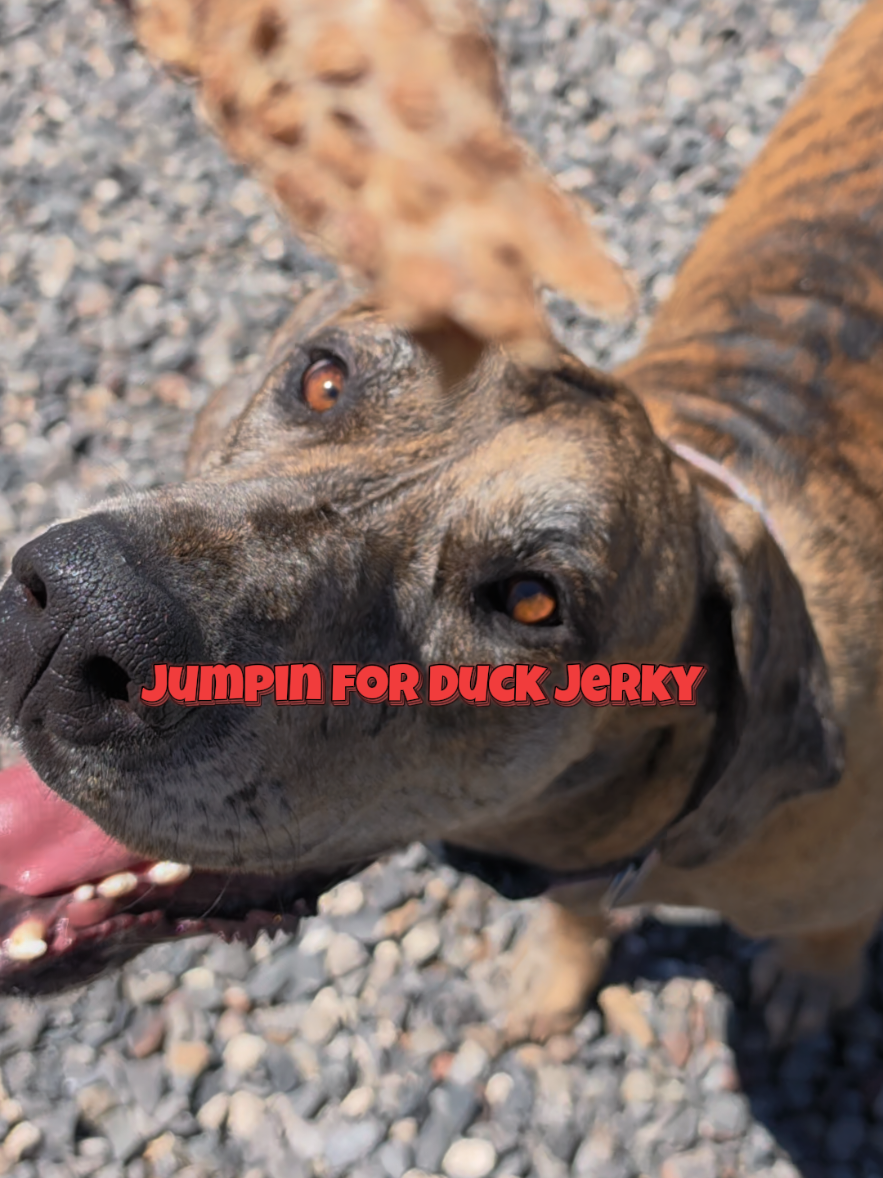 TikTok post by @kingleothegreatdane for All American Canine. Caption reads: [...] ingredient duck jerky treats @ALL AMERICAN....