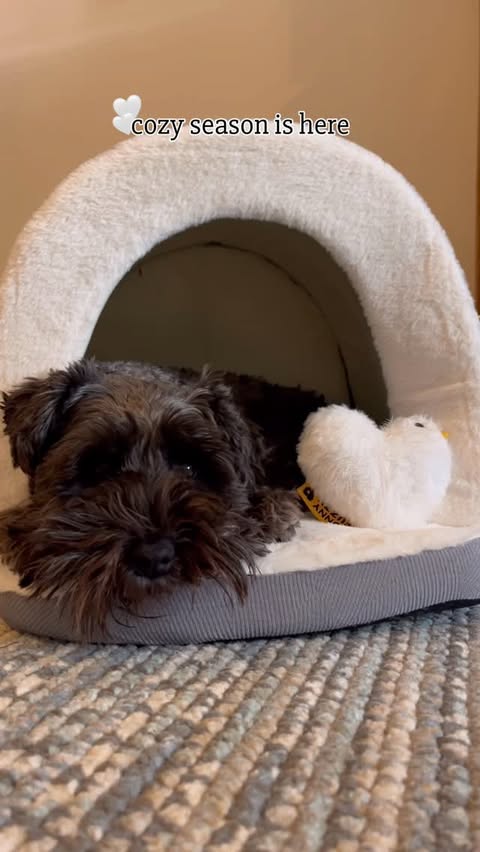 Instagram post by @its_little_eddy for FunnyFuzzy. Caption reads: [...] snuggled in my new cave bed from....