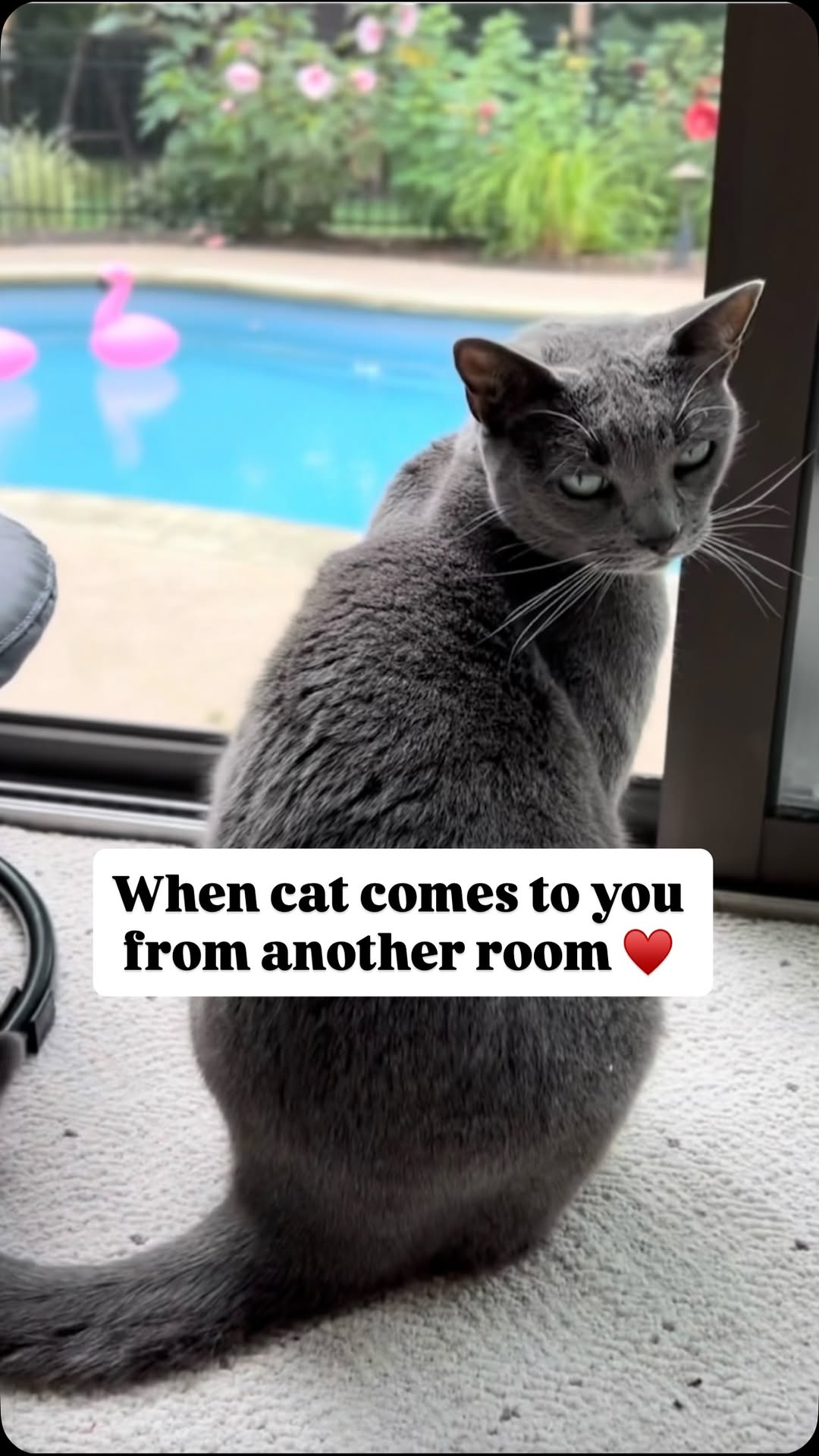 Instagram post by @purrfectinfluencer for Cats of Instagram. Caption reads: Our cats think about us and come to find us ♥️.