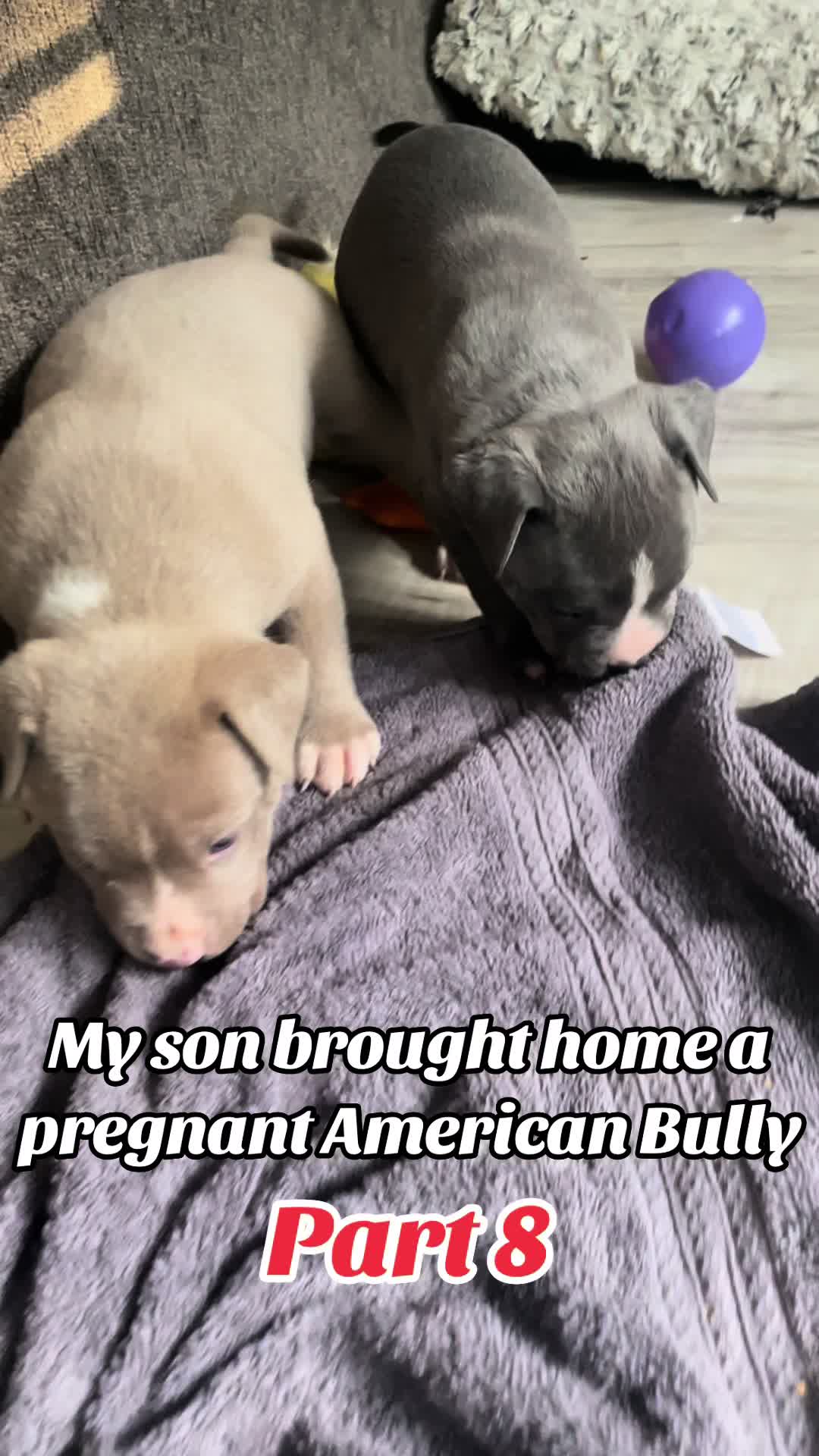 TikTok post by @dyellestyles.10 for Kuoser. Caption reads: [...] with puppy mush!! Thank you so much @Kuoser....