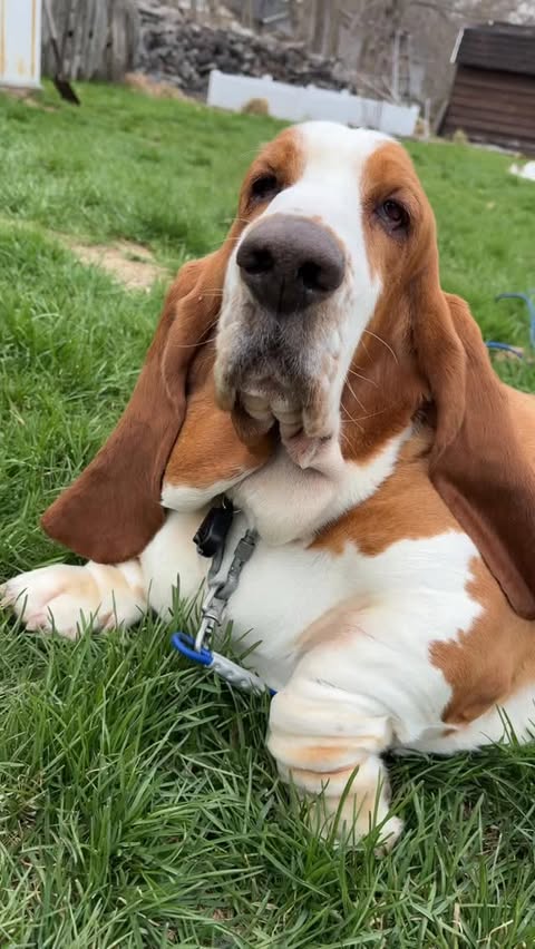 Instagram post by @chuck_thebasset for Open Farm Pet. Caption reads: [...] Gussy🫶🏼 GUSSY to save $25 on your....