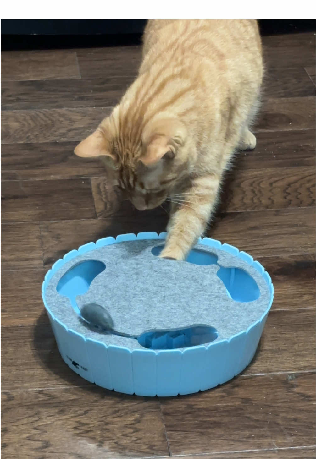 TikTok post by @christinev1978 for Pawaboo. Caption reads: [...] with a Whack-A-Mole Toy for Cats from....