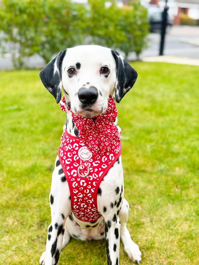 Instagram post by @thefoxwolfspotbossandbaby for Cookie & Chewkie. Caption reads: Happy Chewsday Frens ❤️❤️🐆

Mila here I can’t....