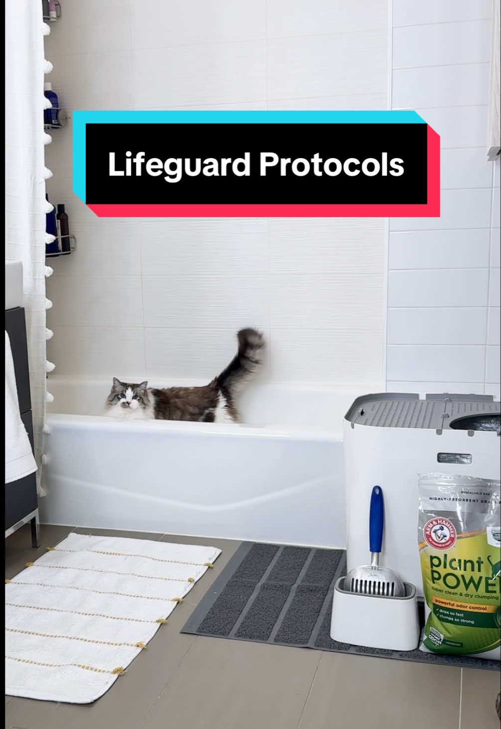 TikTok post by @sirgeorgetheragdoll for ARM and HAMMER. Caption reads: George’s safety plan: questionable. George’s....