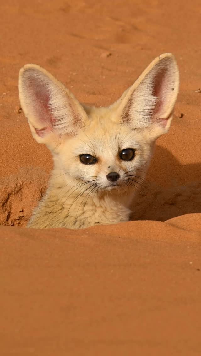 Instagram post by @roxythezoologist for Nikon Europe. Caption reads: Filming the world’s smallest fox, the fennec fox,....