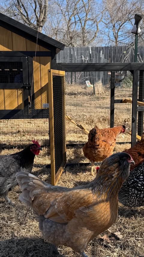 Instagram post by @intentionallykelseylynn for Petsfit. Caption reads: [...] we grow our flock this spring! 🐔 The....