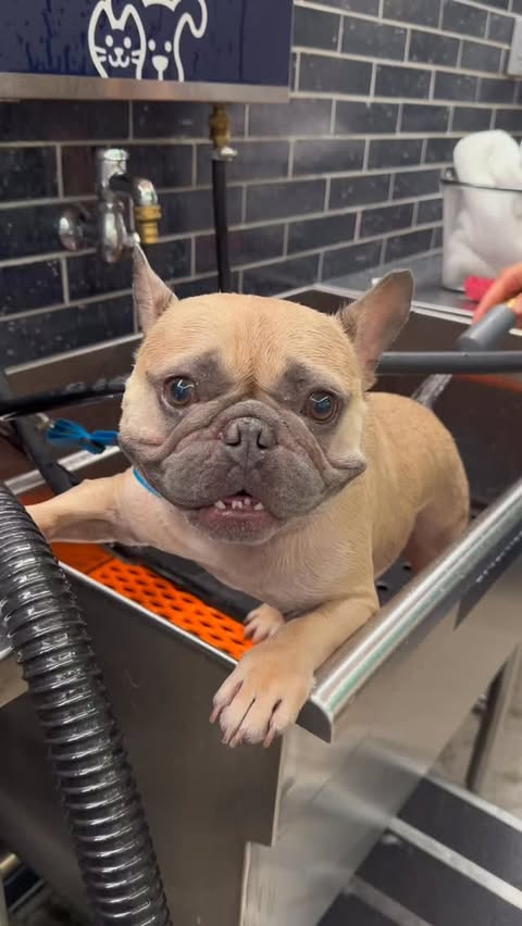 Instagram post by @thesweetlifeofmochi for Earthborn Holistic Pet Food. Caption reads: Survived bath time and then earned an....