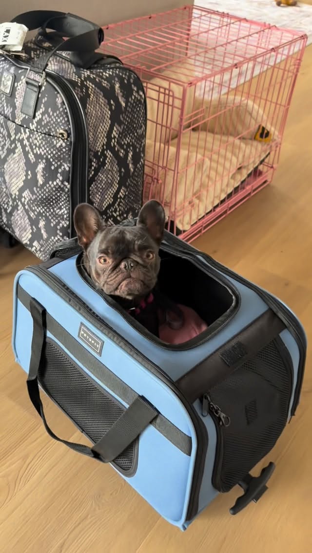 Instagram post by @mabelthesffrenchie for Petsfit. Caption reads: use code MABEL15 for 15% off your @petsfit.us....