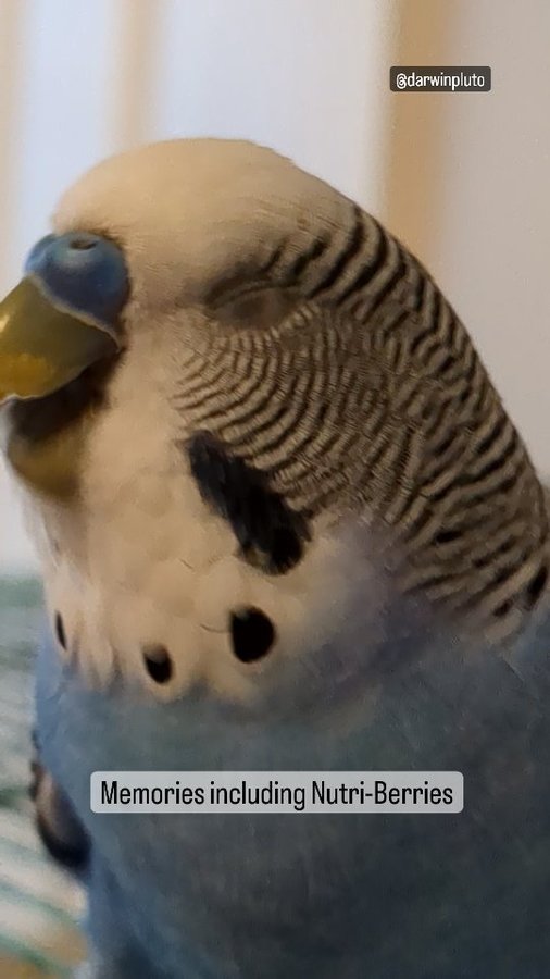 Instagram post by @darwinpluto for Lafeber Pet Birds. Caption reads: Darwin and classic Nutri-Berries: better together....