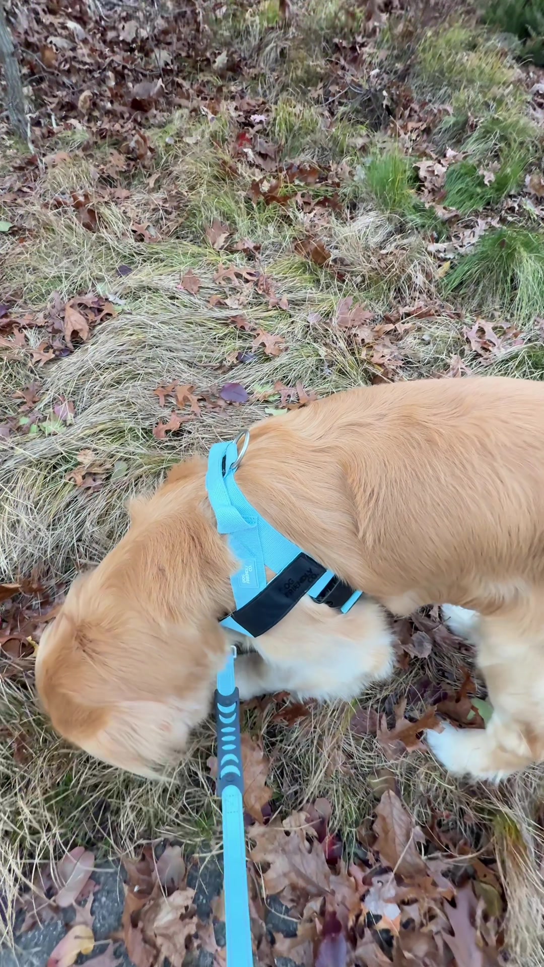 TikTok post by @melissa_fergus for Dog Friendly Co. Caption reads: This harness has made such a huge difference for....