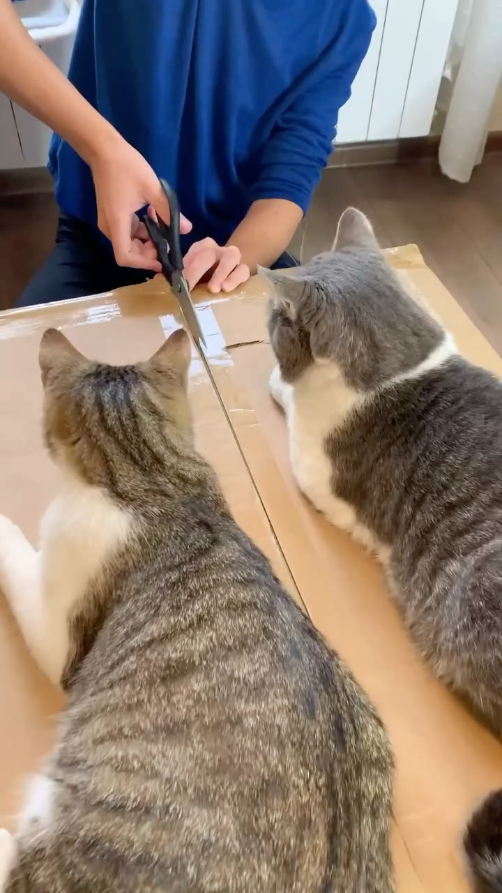 Instagram post by @pianists_mariana.dimcho for Neakasa. Caption reads: NEAKASA M1 CAT LITTER BOX from @neakasa.tech 
Code....