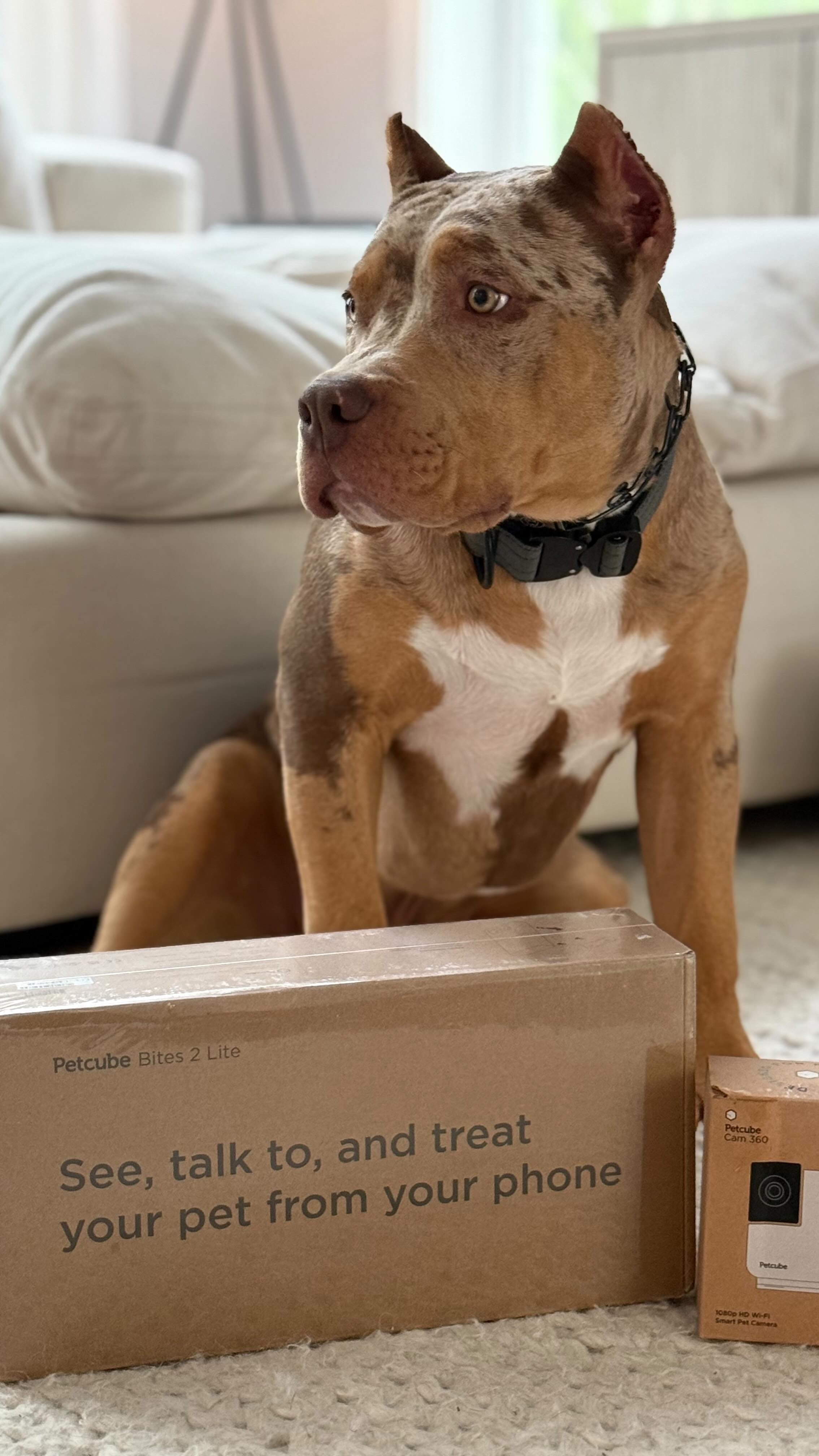 Instagram post by @maverick.bully for Petcube. Caption reads: When the parents are away - Maverick likes to....