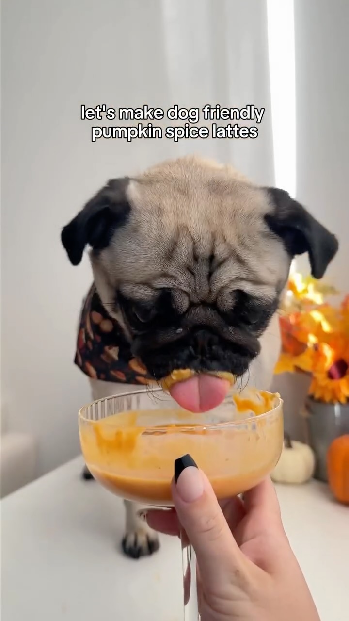 Instagram post by an influencer for Open Farm Pet. Caption reads: [...] so I froze the leftovers! @openfarmpet beef....