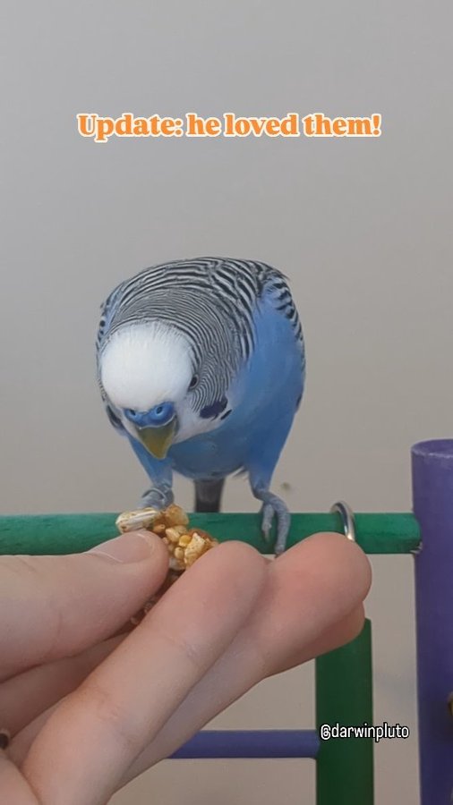 Instagram post by @darwinpluto for Lafeber Pet Birds. Caption reads: What better way to celebrate fall than with....