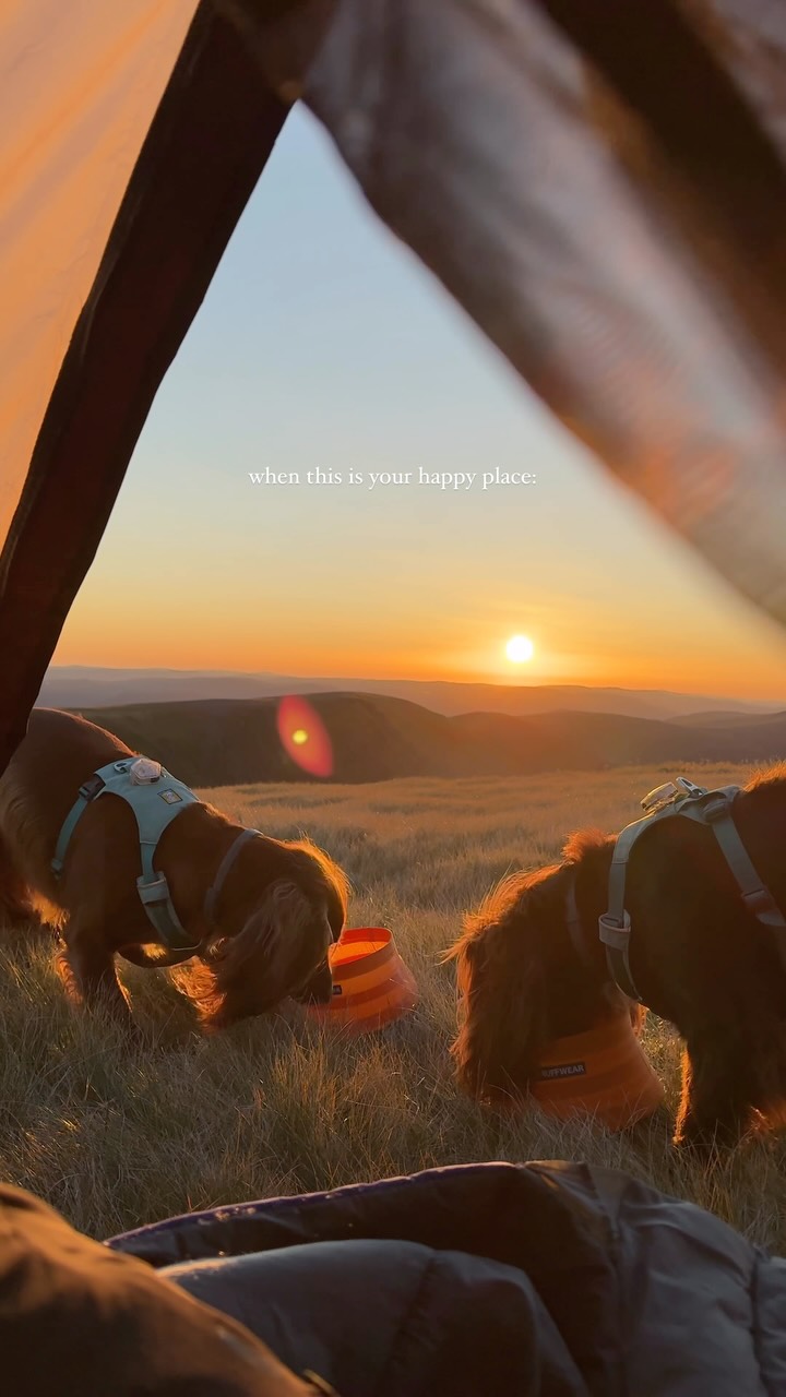 Instagram post by @theedinburghspaniels for Ruffwear. Caption reads: wait for the hops 😭🥹

nothing makes me happy....