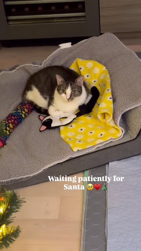 Instagram post by @moana.and.snapple for Cats of Instagram. Caption reads: [...] #latergram #fyp #catsofinstagram....