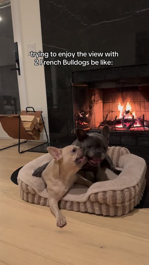 Instagram post by @winstonthefrenchiee_ for Lesure Pet. Caption reads: Just trying to enjoy the fire with 2 Frenchies 😅.