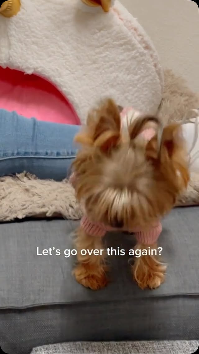 Instagram post by @daisytheyorkie2020 for Fitwarm. Caption reads: Add to cart all outfits from @fitwarm_pet_apparel....