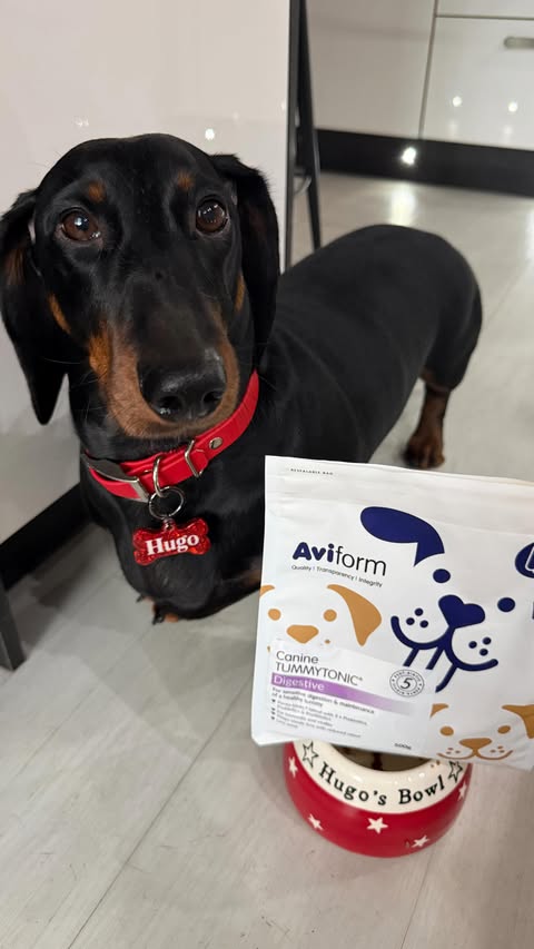 Instagram post by an influencer for Aviform Ltd. Caption reads: AD/ Sensitive tummy? Dog parent, this is for you!....