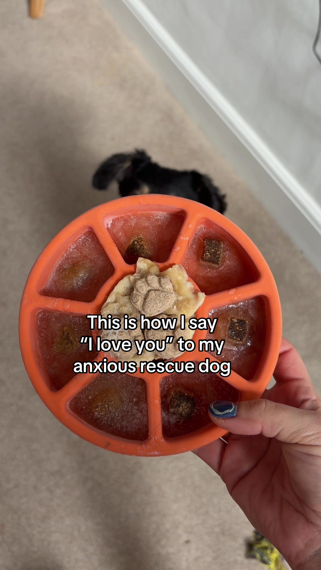 TikTok post by @runitherescuedog for Freezbone. Caption reads: [...] the little tippy toes when he sees....