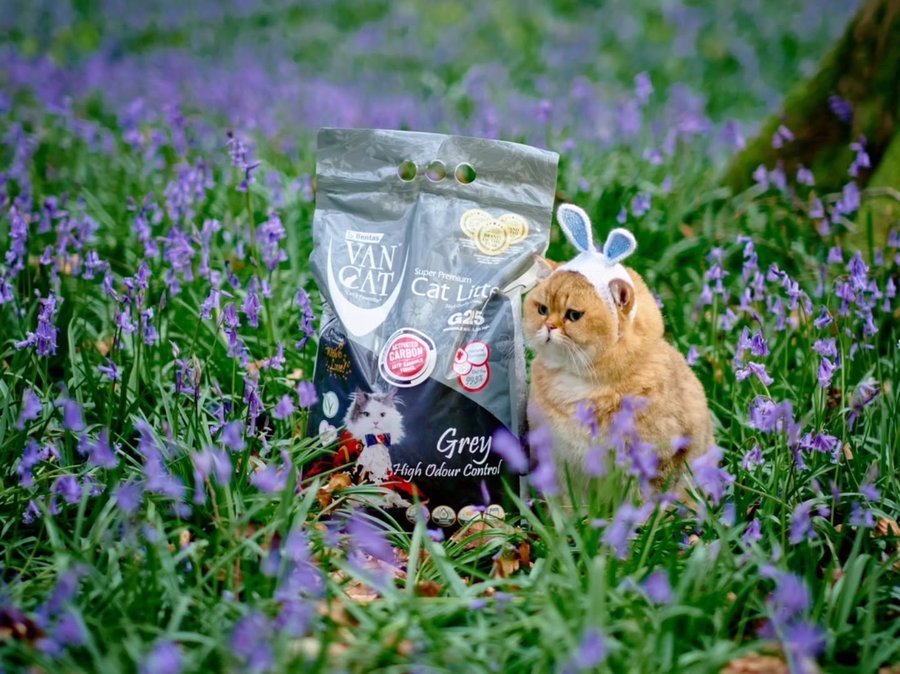 Instagram post by @golden.cheeks.cat for VanCatUK. Caption reads: AD 🌸🐾 Spring secret: it’s not just the bluebells....