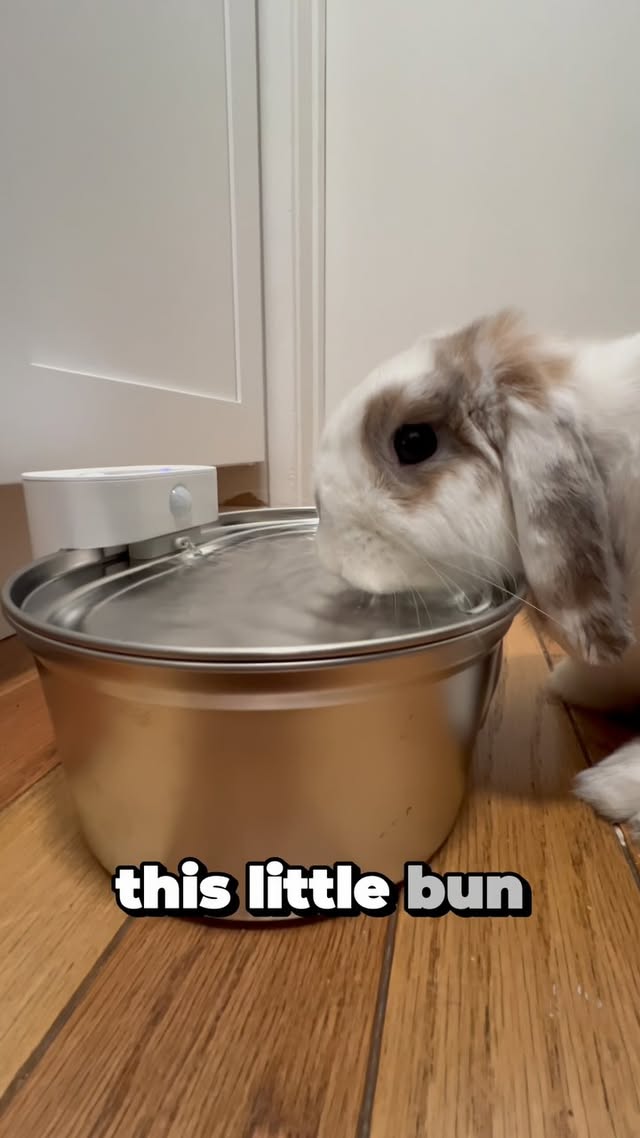 Instagram post by @kenzothebunbun for Uahpet. Caption reads: We love @uahpet_official’s water fountain so now....