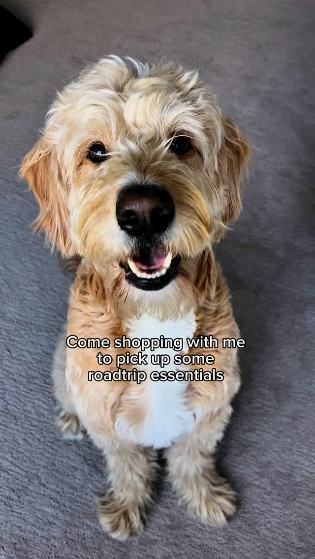 Instagram post by @vitothedogfather for Petco. Caption reads: [...] a bucket 😆 definitely road trip ready!....